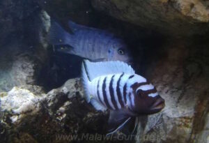 Metriaclima zebra 'Thumbi West'